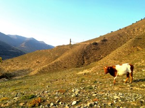 Cow roaming the mountains of the small village.
